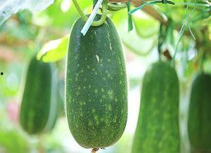 成都3号吃瓜,揭秘网络热议背后的真相