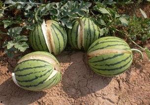 在沙漠边吃的瓜叫沙漠瓜,沙漠边缘的独特美味